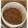 Image 1 : PAIL OF LOGGING CHAIN