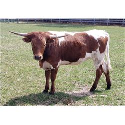 SHARP DRESSED GIRL BCC