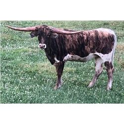 GLH HOUDINI'S ROSEMARY