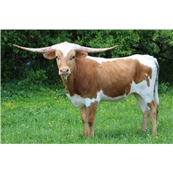 SUNHAVEN TAHOE'S TUFF