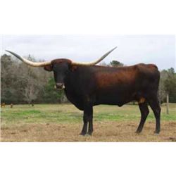 RIVERFORKS LIL SASSYCAT