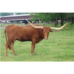 SCRATCH- RED FOX BL253