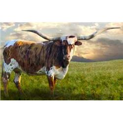 WPR FUTURITY BOUND TOO