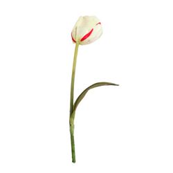 Tulip Fever Maria (Holliday Granger) Tulip Movie Props