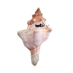 Tulip Fever Jan Van Loos (Dane DeHaan) Seashell Movie Props