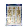 Image 4 : Hell Fest Skeletal System