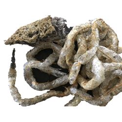 Alien vs. Predator Alien Cocoon Movie Props