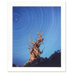 Robert Sheer, "Yoda Tree" Limited Edition Single Exposure Photograph, Numbered and Hand Signed with 