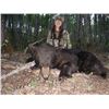 Image 2 : Hunt Package - Black Bear in Canada Sponsored by: Silver Fox Outfitters
