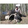 Image 4 : Hunt Package - Black Bear in Canada Sponsored by: Silver Fox Outfitters