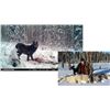 Image 1 : SPECIAL ITEM Hunt Package Timberline Wolf Hunt with  Moose Country Outfitting