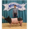 Image 1 : Carter Pearson - Market Swine