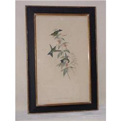 Humming Birds SKU 4960 #1076335