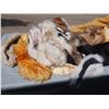 Image 7 : Lot of Fur Related Items