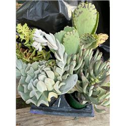 "Make Your Own Bowl of Succulents": 4 Plants in 3 & 4" Pots