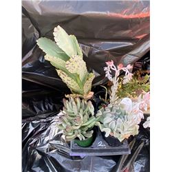 "Make Your Own Bowl of Succulents": 4 Plants in 3 & 4" Pots