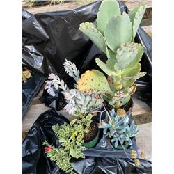 "Make Your Own Bowl of Succulents": 4 Plants in 3 & 4" Pots