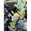 Image 1 : "Make Your Own Bowl of Succulents": 4 Plants in 3 & 4" Pots