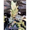 Image 1 : "Make Your Own Bowl of Succulents": 4 Plants in 3 & 4" Pots