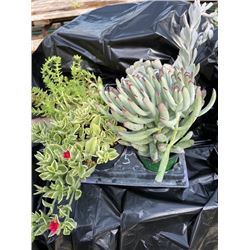 "Make Your Own Bowl of Succulents": 4 Plants in 3 & 4" Pots