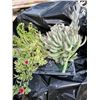 Image 1 : "Make Your Own Bowl of Succulents": 4 Plants in 3 & 4" Pots