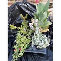 "Make Your Own Bowl of Succulents": 4 Plants in 3 & 4" Pots