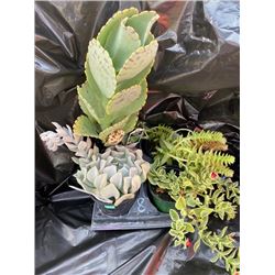 "Make Your Own Bowl of Succulents": 4 Plants in 3 & 4" Pots