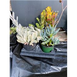 "Make Your Own Bowl of Succulents": 4 Plants in 3 & 4" Pots