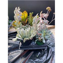 "Make Your Own Bowl of Succulents": 4 Plants in 3 & 4" Pots