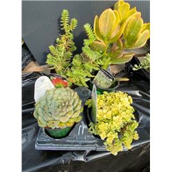  Make Your Own Bowl of Succulents : 4 Plants in 3 & 4  Pots