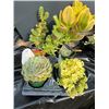 Image 1 : "Make Your Own Bowl of Succulents": 4 Plants in 3 & 4" Pots