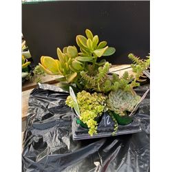 "Make Your Own Bowl of Succulents": 4 Plants in 3 & 4" Pots