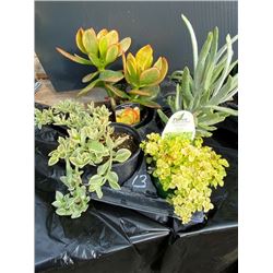  Make Your Own Bowl of Succulents : 4 Plants in 3 & 4  Pots