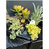Image 1 : "Make Your Own Bowl of Succulents": 4 Plants in 3 & 4" Pots