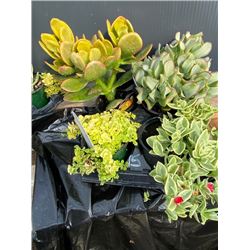  Make Your Own Bowl of Succulents : 4 Plants in 3 & 4  Pots