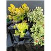 Image 1 : "Make Your Own Bowl of Succulents": 4 Plants in 3 & 4" Pots