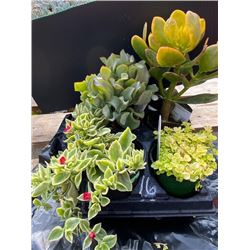 "Make Your Own Bowl of Succulents": 4 Plants in 3 & 4" Pots