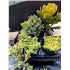 Image 1 : "Make Your Own Bowl of Succulents": 4 Plants in 3 & 4" Pots