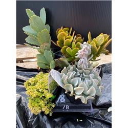  Make Your Own Bowl of Succulents : 4 Plants in 3 & 4  Pots