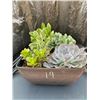 Image 1 : Mixed Succulent Container Garden
