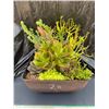 Image 1 : Mixed Succulent Container Garden