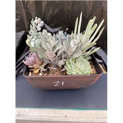 Mixed Succulent Container Garden