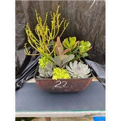 Mixed Succulent Container Garden