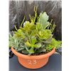 Image 1 : Mixed Succulent Container Garden