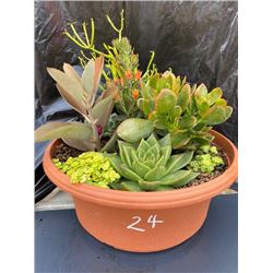 Mixed Succulent Container Garden