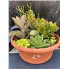 Image 1 : Mixed Succulent Container Garden