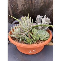 Mixed Succulent Container Garden