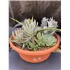 Image 1 : Mixed Succulent Container Garden