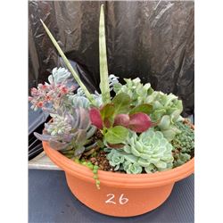 Mixed Succulent Container Garden