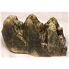 Image 1 : MASTODON DINOSAUR TOOTH #1031817